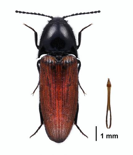 Réf. 199 385 : Ampedus sp.